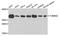 Mitochondrial import receptor subunit TOM34 antibody, A06775, Boster Biological Technology, Western Blot image 