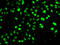 Nudix Hydrolase 2 antibody, 22-516, ProSci, Immunofluorescence image 