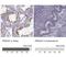Probable inactive serine protease 37 antibody, NBP1-86430, Novus Biologicals, Immunohistochemistry frozen image 