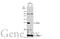 BCL2 Associated Athanogene 2 antibody, GTX117345, GeneTex, Western Blot image 