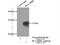 MHC II HLA-DR beta antibody, 15862-1-AP, Proteintech Group, Immunoprecipitation image 