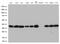 30 kDa prosomal protein antibody, TA812761, Origene, Western Blot image 