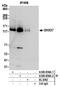 DEAH-Box Helicase 37 antibody, A300-856A, Bethyl Labs, Immunoprecipitation image 