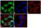 SRY-Box 9 antibody, 711048, Invitrogen Antibodies, Immunofluorescence image 