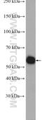 Suppressor of fused homolog antibody, 26759-1-AP, Proteintech Group, Western Blot image 