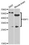 X-Box Binding Protein 1 antibody, LS-C348946, Lifespan Biosciences, Western Blot image 