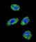 POLG antibody, abx028437, Abbexa, Western Blot image 