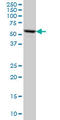 FKBP Prolyl Isomerase 4 antibody, LS-C133197, Lifespan Biosciences, Western Blot image 