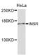 Insulin Receptor antibody, abx126950, Abbexa, Western Blot image 