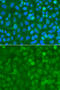 Cytoplasmic protein NCK1 antibody, 13-364, ProSci, Immunofluorescence image 