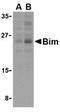 BCL2 Like 11 antibody, TA306192, Origene, Western Blot image 