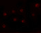 Zinc finger protein 198 antibody, 6135, ProSci, Immunofluorescence image 