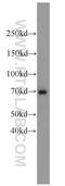 Angiopoietin 1 antibody, 23302-1-AP, Proteintech Group, Western Blot image 