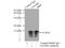 Ubiquinol-Cytochrome C Reductase Binding Protein antibody, 10756-1-AP, Proteintech Group, Immunoprecipitation image 