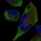 Tripartite Motif Containing 9 antibody, HPA041489, Atlas Antibodies, Immunocytochemistry image 
