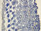 Integrin Subunit Alpha 2b antibody, orb4832, Biorbyt, Immunohistochemistry paraffin image 