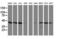 Crystallin Zeta Like 1 antibody, LS-C173880, Lifespan Biosciences, Western Blot image 