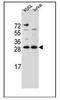 HMG1L10 antibody, AP52058PU-N, Origene, Western Blot image 