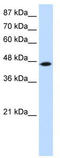 TRNA Isopentenyltransferase 1 antibody, TA345223, Origene, Western Blot image 