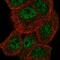 Maestro Heat Like Repeat Family Member 6 antibody, PA5-64355, Invitrogen Antibodies, Immunofluorescence image 