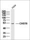 Centrosomal Protein 70 antibody, orb182551, Biorbyt, Western Blot image 