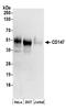 BSG antibody, A304-488A, Bethyl Labs, Western Blot image 