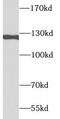 Insulin Like Growth Factor 1 Receptor antibody, FNab04170, FineTest, Western Blot image 