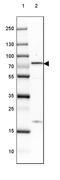 cAMP-regulated phosphoprotein 21 antibody, PA5-53580, Invitrogen Antibodies, Western Blot image 