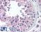 SMC5-SMC6 Complex Localization Factor 1 antibody, LS-B333, Lifespan Biosciences, Immunohistochemistry frozen image 