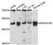 Platelet-activating factor acetylhydrolase IB subunit alpha antibody, LS-C747734, Lifespan Biosciences, Western Blot image 