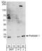 Prefoldin Subunit 1 antibody, A303-795A, Bethyl Labs, Western Blot image 