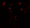 UNG1 antibody, 7353, ProSci Inc, Immunofluorescence image 