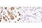 CD13 antibody, 32720S, Cell Signaling Technology, Immunohistochemistry paraffin image 