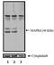 p38 antibody, MA5-15116, Invitrogen Antibodies, Western Blot image 