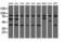 COBW Domain Containing 1 antibody, LS-C115552, Lifespan Biosciences, Western Blot image 