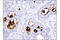 Prominin 1 antibody, 86781S, Cell Signaling Technology, Immunohistochemistry paraffin image 
