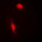 COP9 Signalosome Subunit 3 antibody, orb214801, Biorbyt, Immunocytochemistry image 