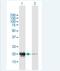 Phosducin antibody, H00005132-B01P-50ug, Novus Biologicals, Western Blot image 