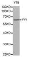 YY1 Transcription Factor antibody, STJ111038, St John
