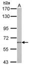 NUAK Family Kinase 2 antibody, NBP2-19599, Novus Biologicals, Western Blot image 