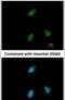 Clusterin Associated Protein 1 antibody, PA5-28519, Invitrogen Antibodies, Immunofluorescence image 