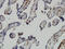 Jumonji Domain Containing 1C antibody, LS-C133848, Lifespan Biosciences, Immunohistochemistry paraffin image 