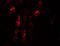 KN motif and ankyrin repeat domain-containing protein 1 antibody, A05029, Boster Biological Technology, Immunofluorescence image 