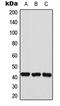 HEXIM P-TEFb Complex Subunit 2 antibody, LS-C353619, Lifespan Biosciences, Western Blot image 