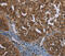 MIG7 antibody, MBS2517131, MyBioSource, Immunohistochemistry paraffin image 