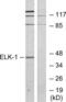 ETS domain-containing protein Elk-1 antibody, LS-C118103, Lifespan Biosciences, Western Blot image 
