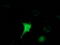 Hydroxyacylglutathione Hydrolase Like antibody, M12801, Boster Biological Technology, Immunofluorescence image 