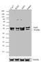 JunD Proto-Oncogene, AP-1 Transcription Factor Subunit antibody, 720035, Invitrogen Antibodies, Western Blot image 