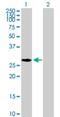 Nucleophosmin/Nucleoplasmin 2 antibody, H00010361-B01P, Novus Biologicals, Western Blot image 