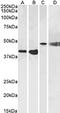 Neuropeptide Y Receptor Y2 antibody, CL8840AP, Cedarlane Labs, Western Blot image 